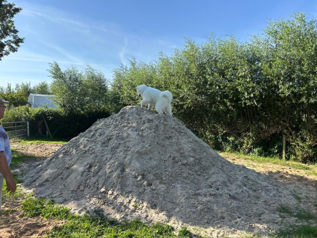 Friedrichstadt Hundeplatz 2